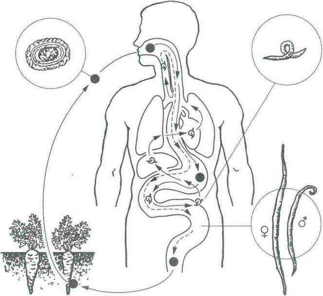 The main forms of parasites penetration in the human body