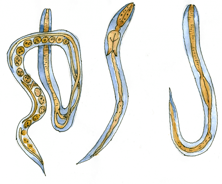 Intestinal ugrica