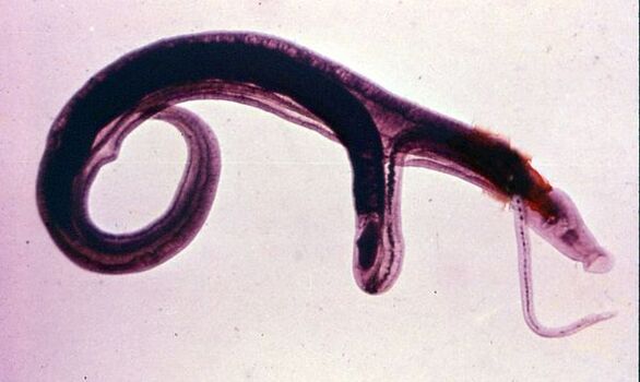 Schistosomes are one of the most common and dangerous parasites